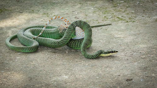 High angle view of a lizard on a zoo