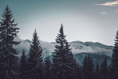 Trees on snow covered landscape against sky