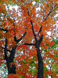 Low angle view of tree