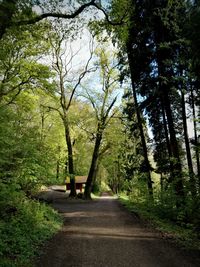 Walkway amidst trees against sky