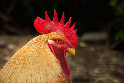 Close-up of rooster