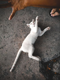 High angle view of dog hand on street