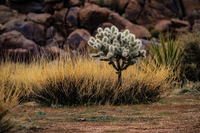 Close-up of flowering plant on field