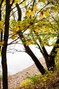 Trees growing in a park