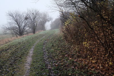 Road amidst trees on field during foggy weather