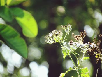 Close-up of flowering plant