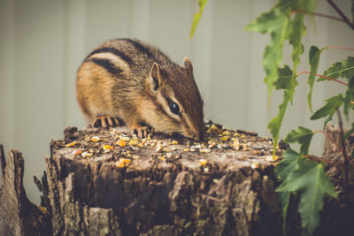 Close-up of chipmunk eating seeds on wood