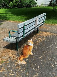 Cat sitting on bench in park