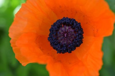 Close-up of orange flower