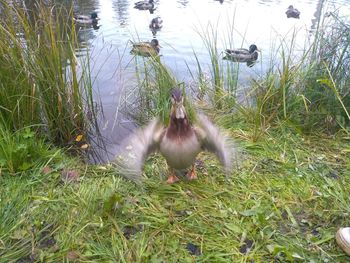 Duck in a lake