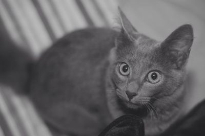 Close-up portrait of cat at home