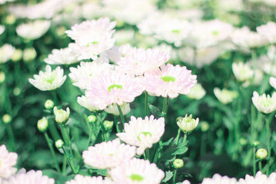 Close-up of white flowering plants on field