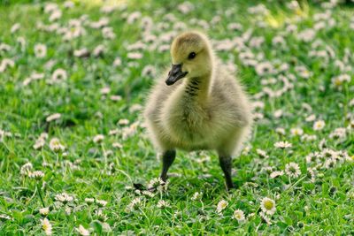 Close-up of bird on field