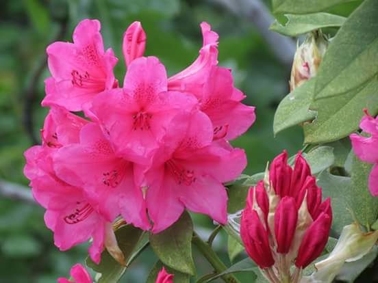 CLOSE-UP OF WET PINK FLOWER