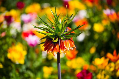 Close-up of orange flowering plant