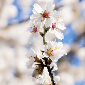 Close-up of white cherry blossoms in spring
