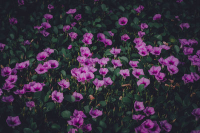 High angle view of pink flowering plants