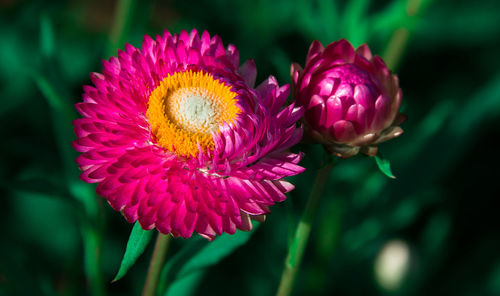 Close-up of pink flower