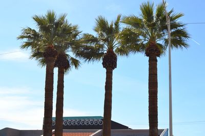 Low angle view of palm trees against clear sky