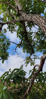 Low angle view of tree against sky