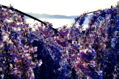 Low angle view of cherry blossoms against sky