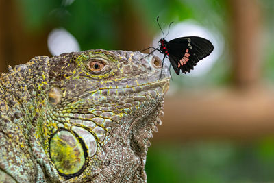 Close-up of butterfly