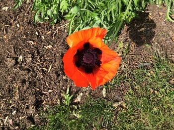 High angle view of orange poppy flower on field