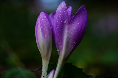 Close-up of pink lotus water lily