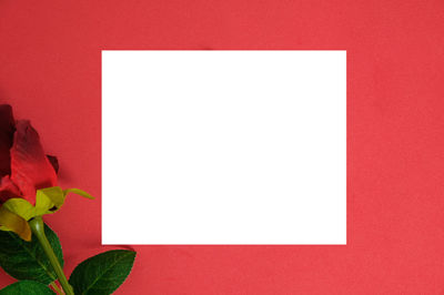 Close-up of white rose against red background