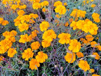 High angle view of yellow flowering plants on field