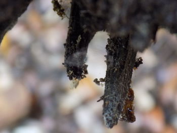 Close-up of plant against blurred background