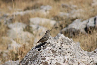 Bird perching on rock