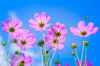 Close-up of pink flowering plants against blue sky