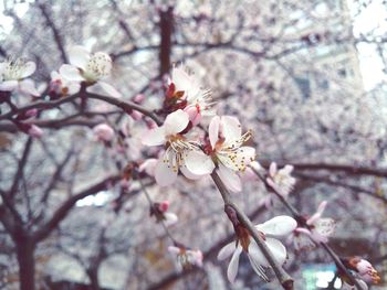 Low angle view of cherry blossoms in spring
