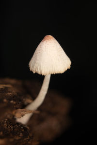 mushroom