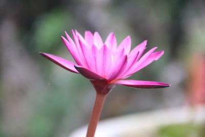 Close-up of pink water lily