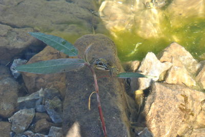 Close-up of turtle in sea