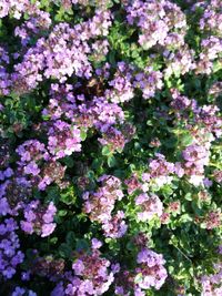 Close-up of pink flowers blooming outdoors