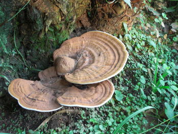 High angle view of mushroom in forest
