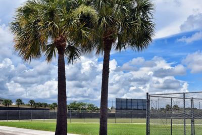 Palm trees against sky