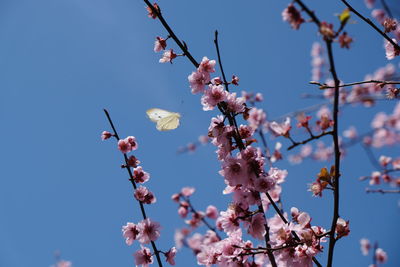 Low angle view of cherry blossoms against sky