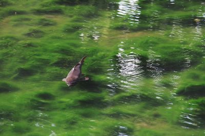 View of duck swimming in lake