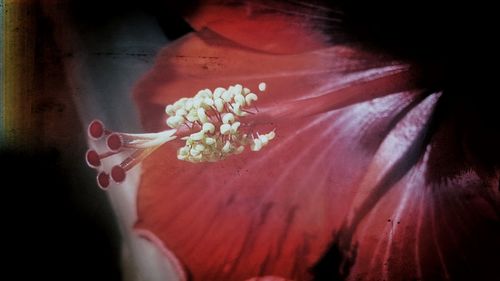 Close-up of flower head