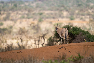 Gemsbok stands looking over shoulder at camera