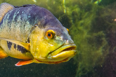 Close-up of fish swimming in sea