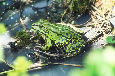 Close-up of frog on plant