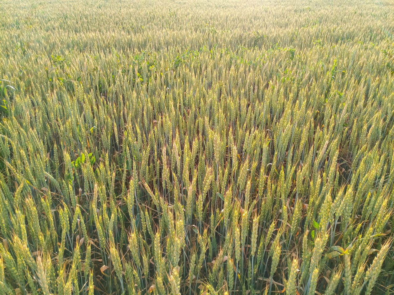 HIGH ANGLE VIEW OF STALKS IN FIELD AGAINST THE SKY
