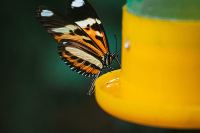 Close-up of butterfly on yellow flower
