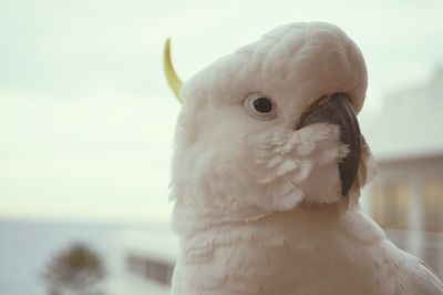 Close-up of bird