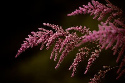 Close-up of flower tree at night